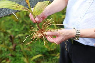 本草貴州 深山訪藥企研討產(chǎn)業(yè)發(fā)展 確保中藥材成脫貧攻堅(jiān)亮點(diǎn)