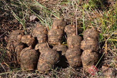 云南昭通高原特色產(chǎn)業(yè)高質(zhì)量發(fā)展 推動農(nóng)業(yè)大市向農(nóng)業(yè)強市轉(zhuǎn)變