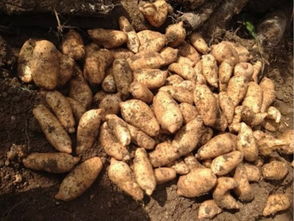 重磅頭條 2016年全國天麻產(chǎn)新報(bào)告