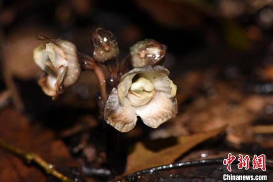 貴州茂蘭自然保護(hù)區(qū)首次發(fā)現(xiàn)蘭科天麻屬植物叉脊天麻