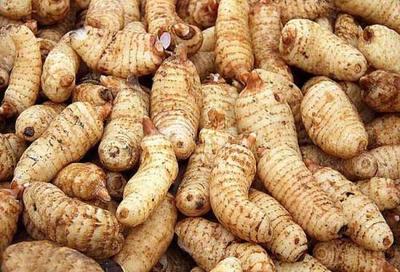 天麻產(chǎn)地溯源 探尋道地品質(zhì)，哪里的天麻更勝一籌？