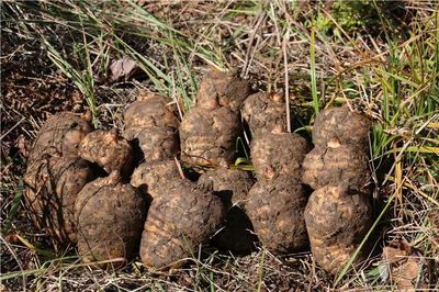 彝良榮膺“全國天麻生產先進縣”，烏蒙深山里的“金疙瘩”何以閃耀全國？